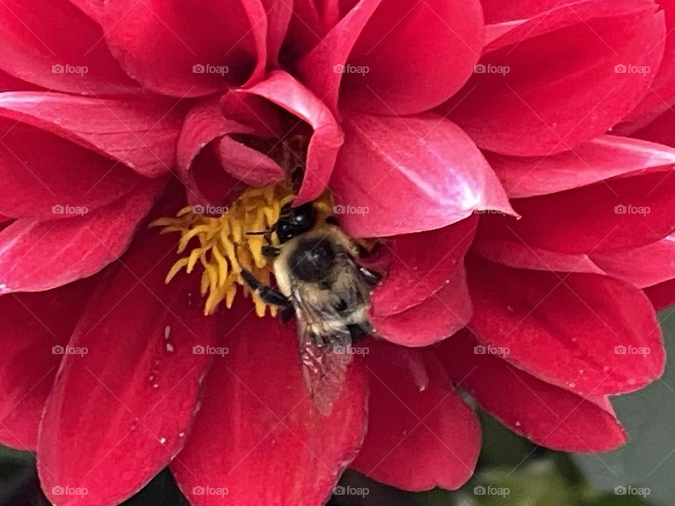 Bee 🐝