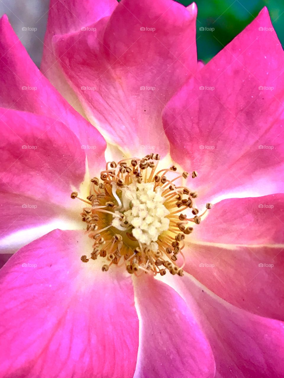 Macro pink flower 