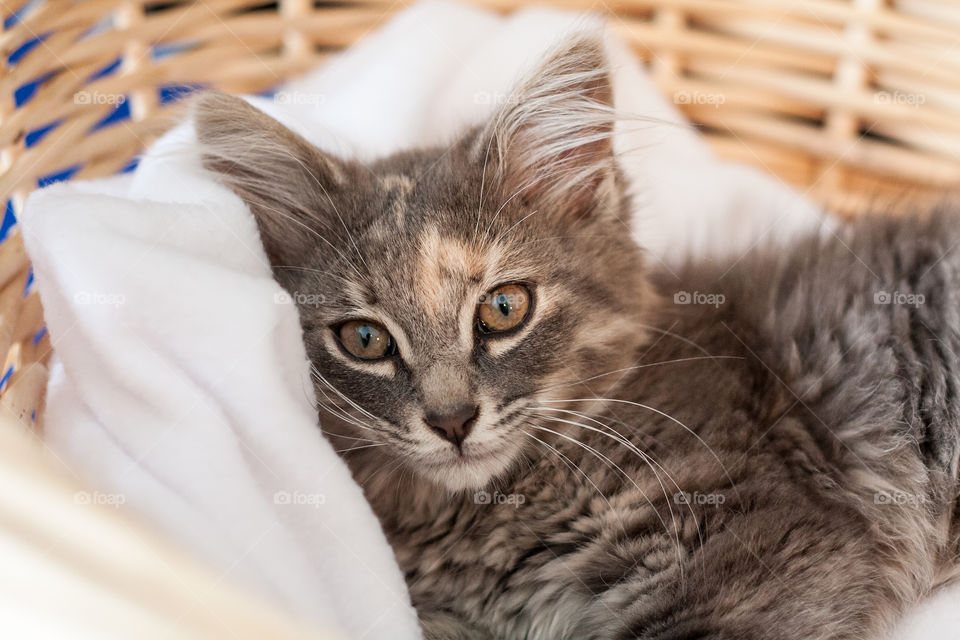 Cat in Basket