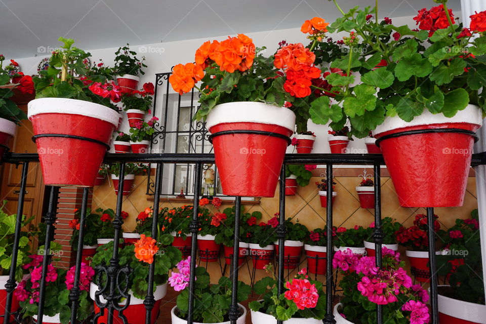 Balcony pot plants 