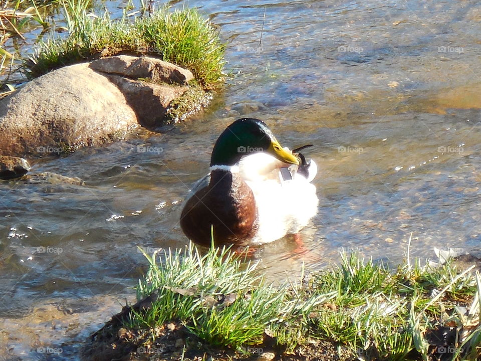 Mallard male duck swimming in creek between grass