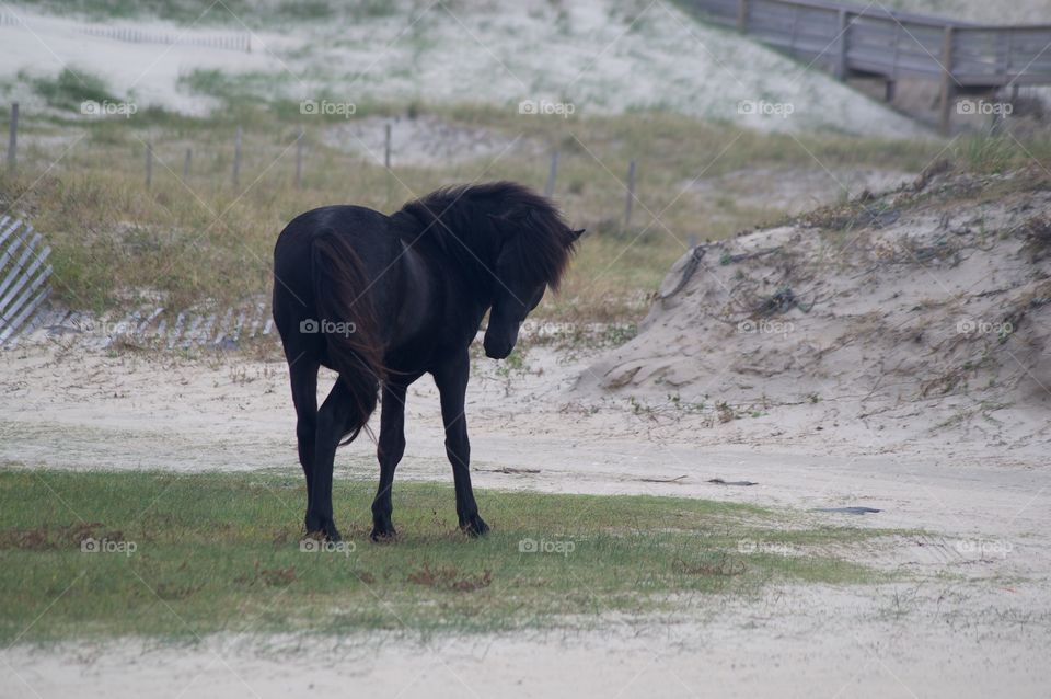 Wild Stallion in Corolla