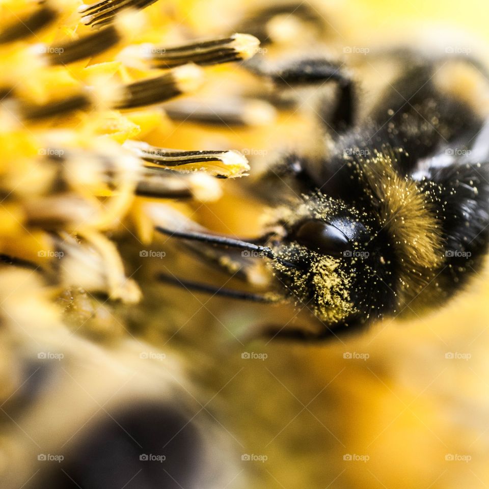 Macro shot of bumblebee