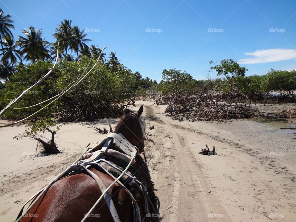 Riding with a horse on a mangrove on the beach