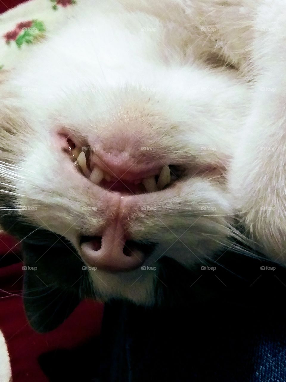 sleeping upside down