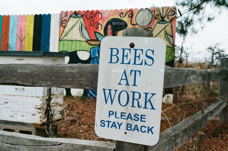 Bees at work 