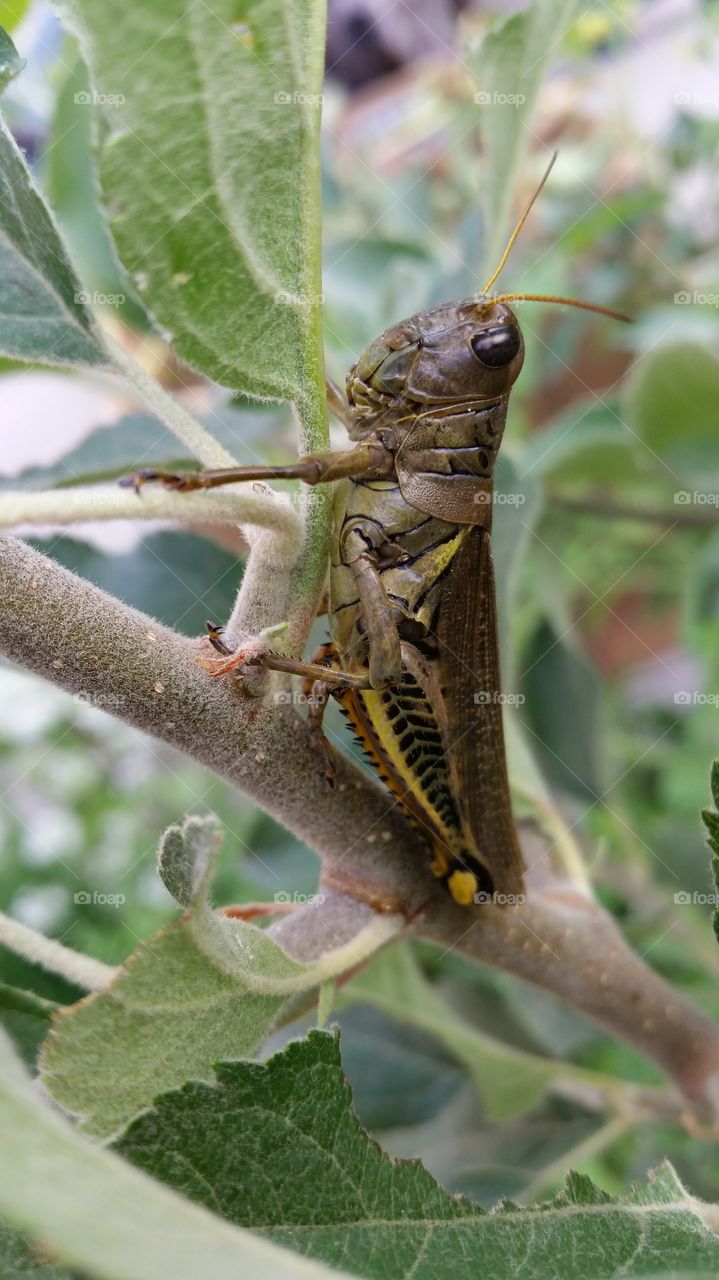 Grasshopper in Crabapple Tree
