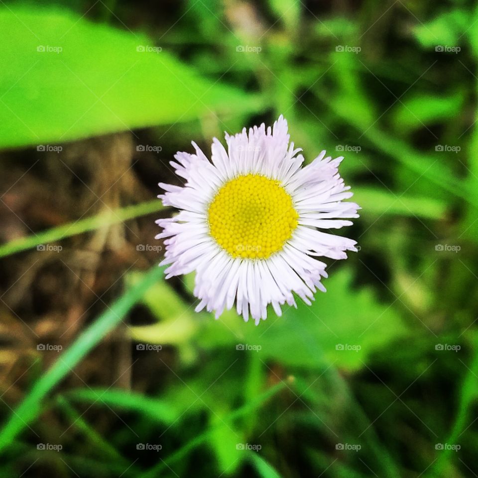 tiny flower