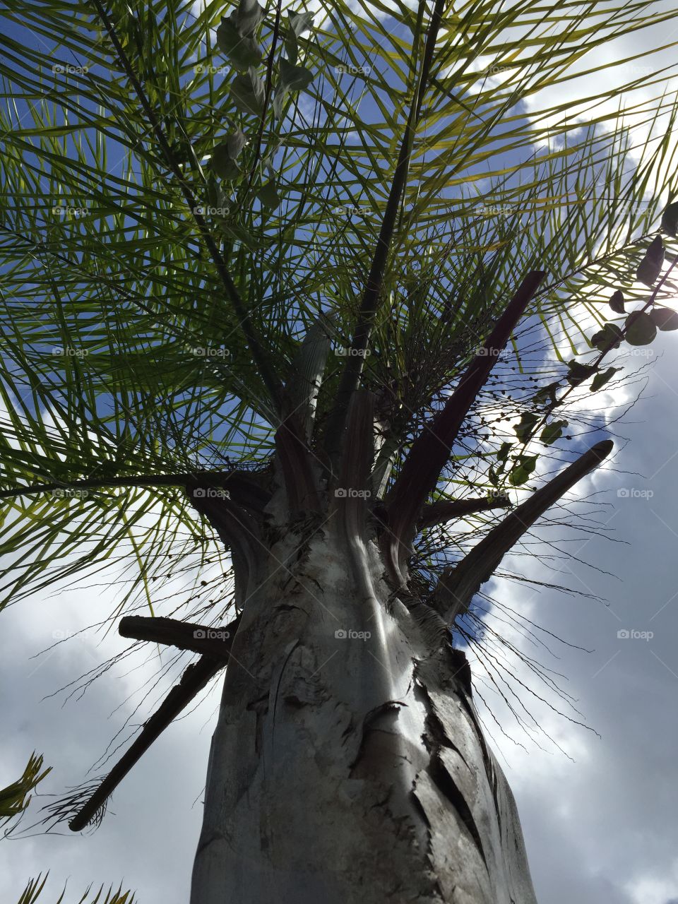 Hawaii Series: Palm Tree