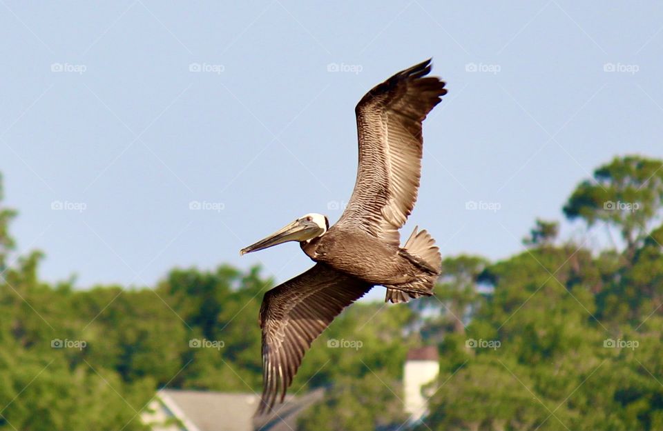 Brown pelican flying
