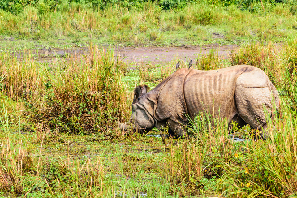 Indian One-horned rhino rhinoceros in Kaziranga national park, India. Juvenile greater one-horned rhino (Rhinoceros unicornis) also found in Chitwan national park, Nepal