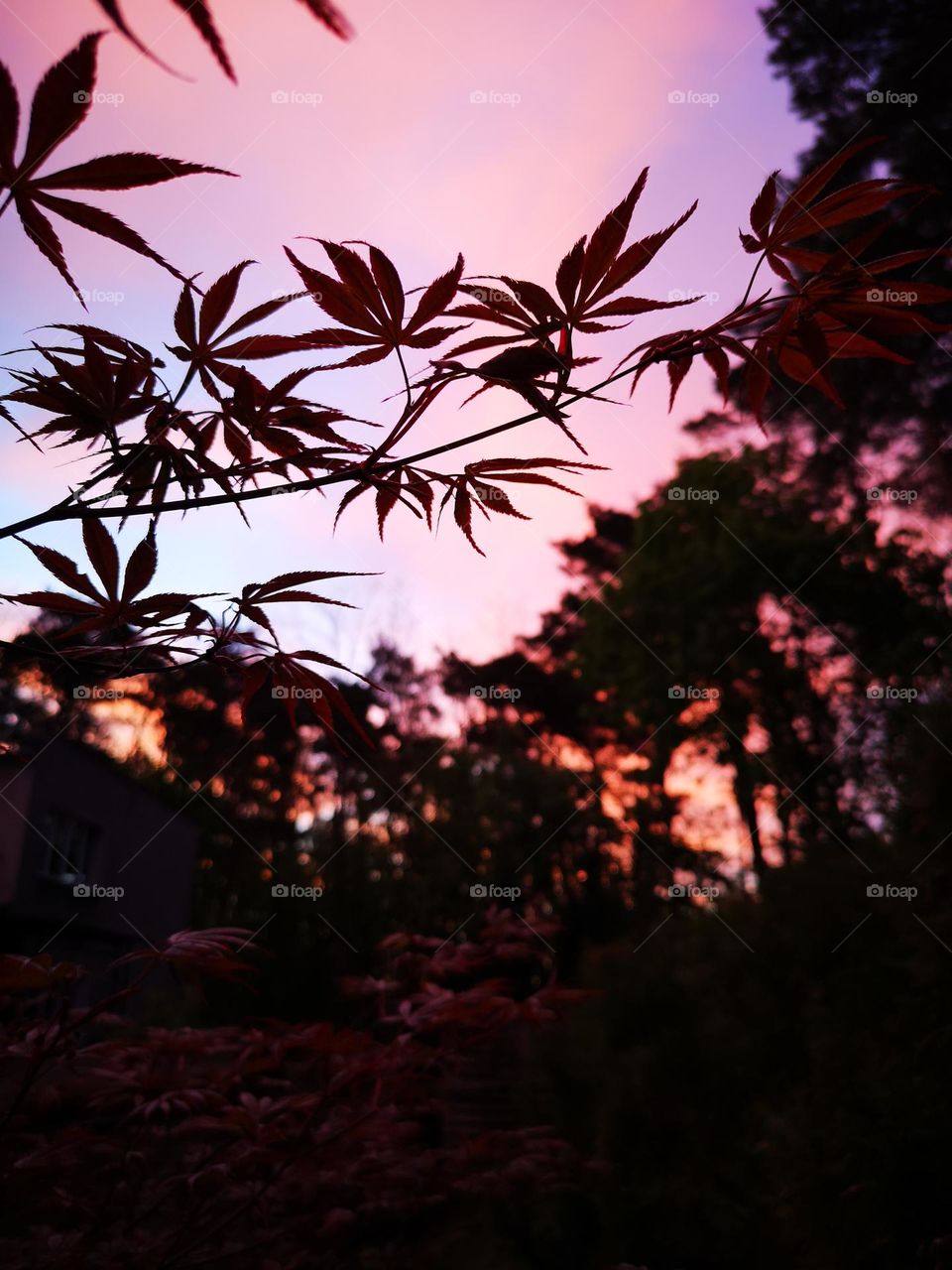 Japanese maple on a crimson background