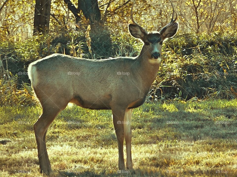 Mule Deer Buck in Colorado 