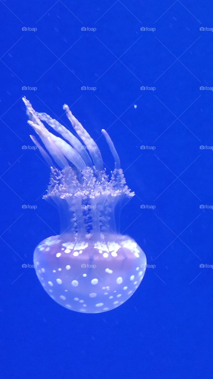 Beautiful jellyfish