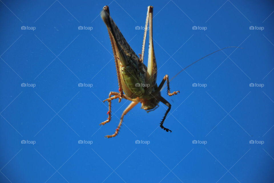 Grasshopper 
