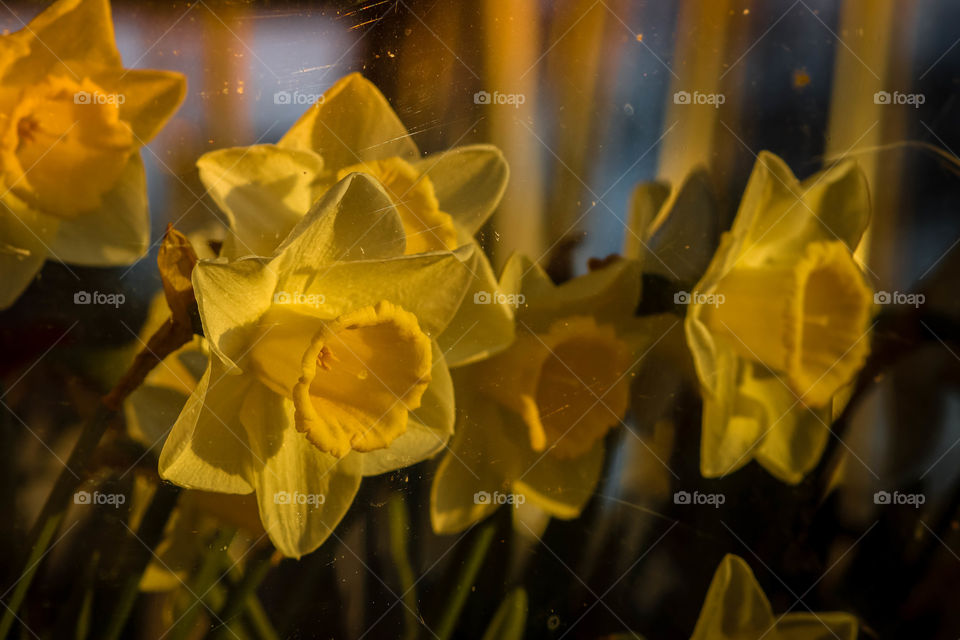 Beautiful yellow narcisses