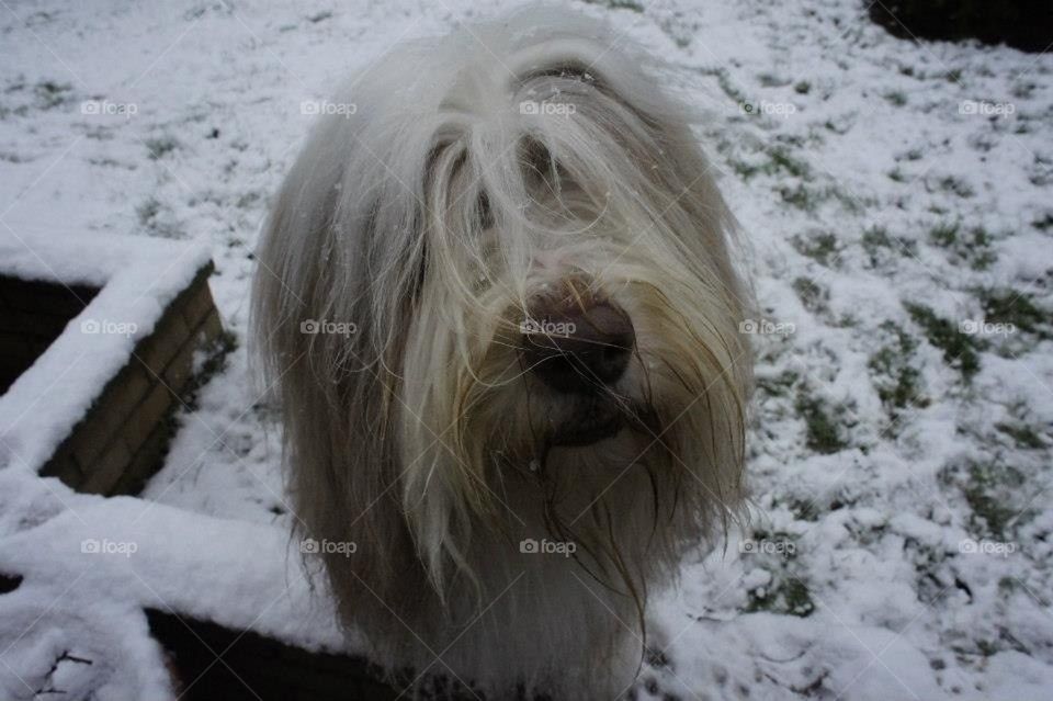 winter bearded collie by l.mcquater