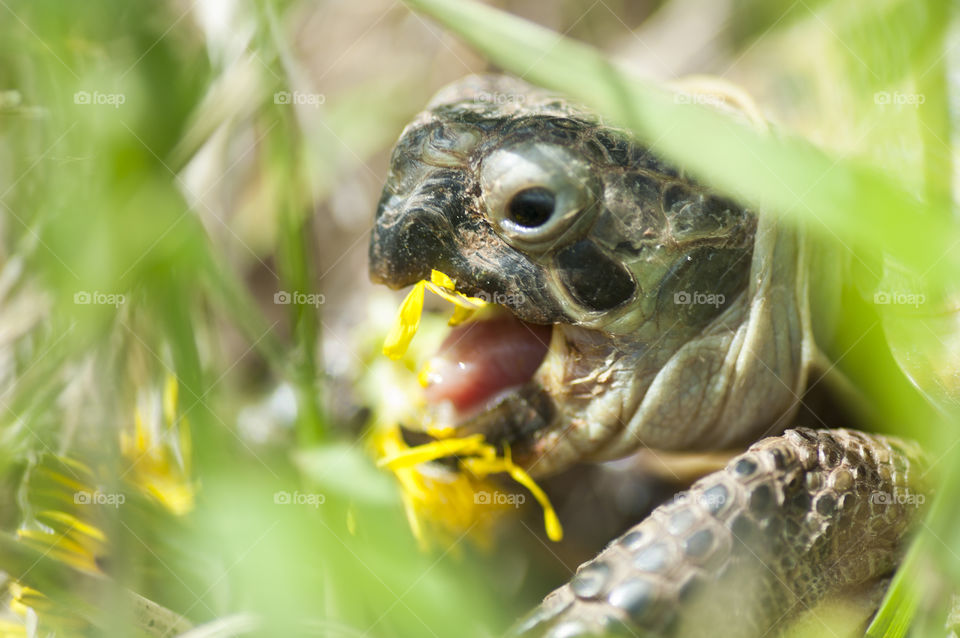 turtle. turtle eating dandelion flower