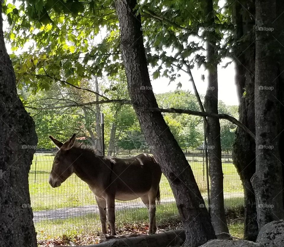 A Beautiful Donkey