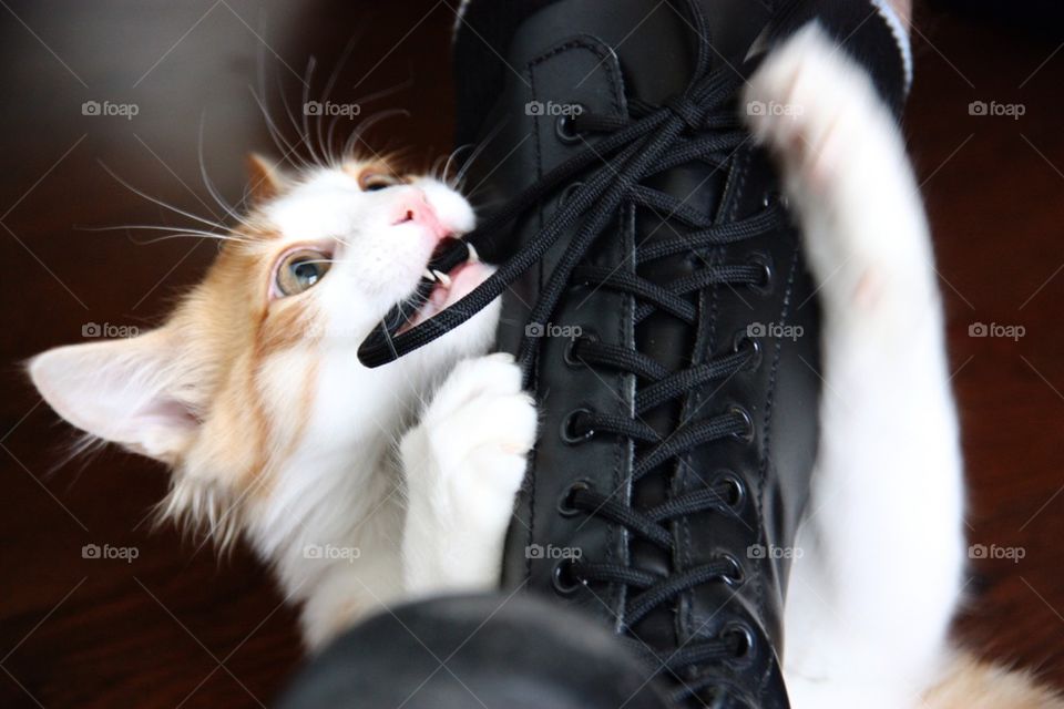 Cat with boots 