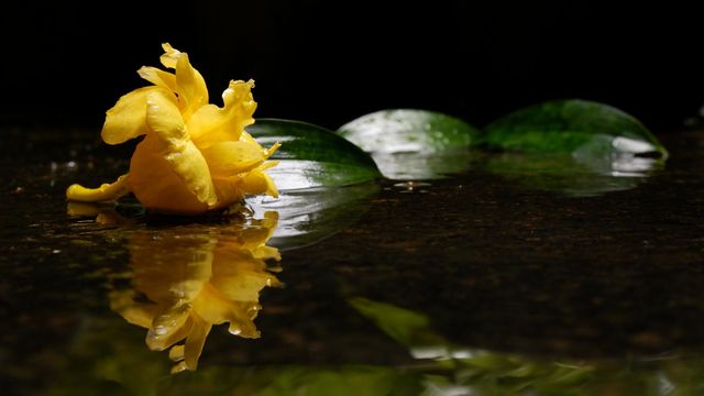 yellow rose reflection