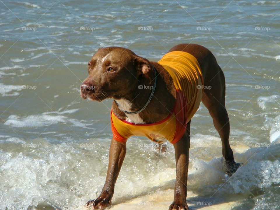Cão surfista