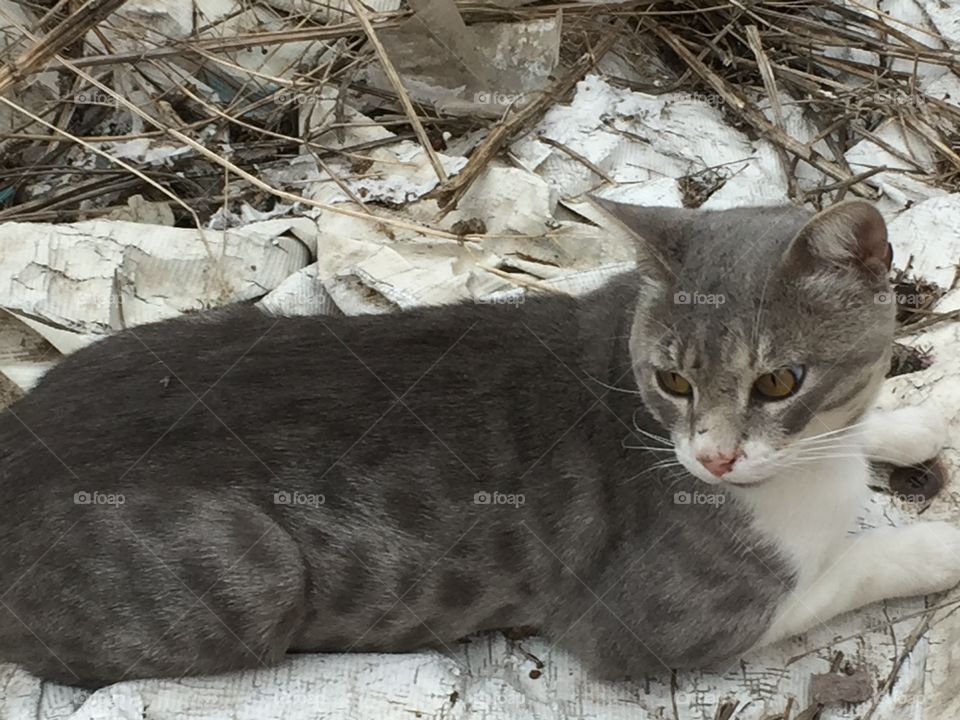 Grey cat 