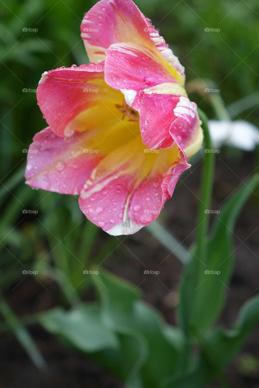 Water drops on wet flower