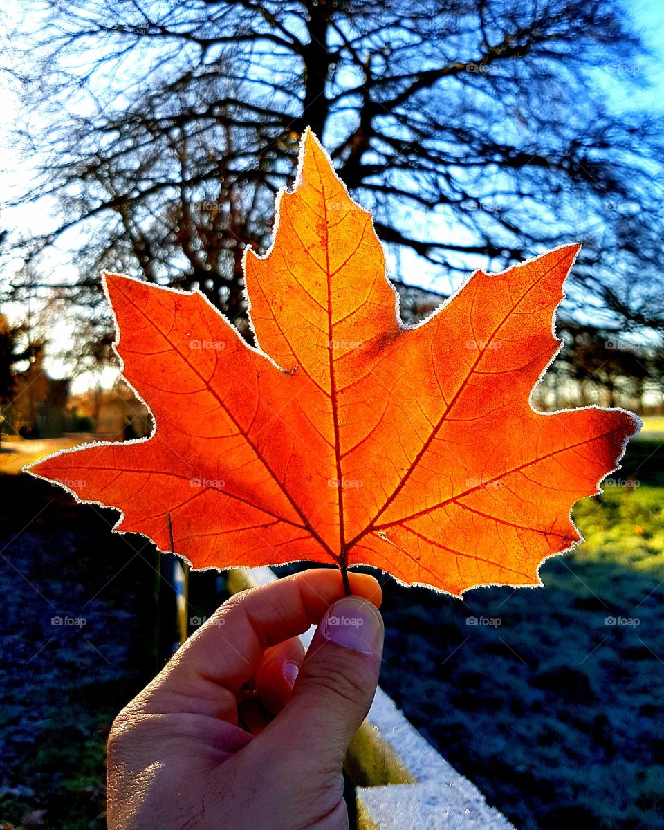 Colourful Autumn Leaf
