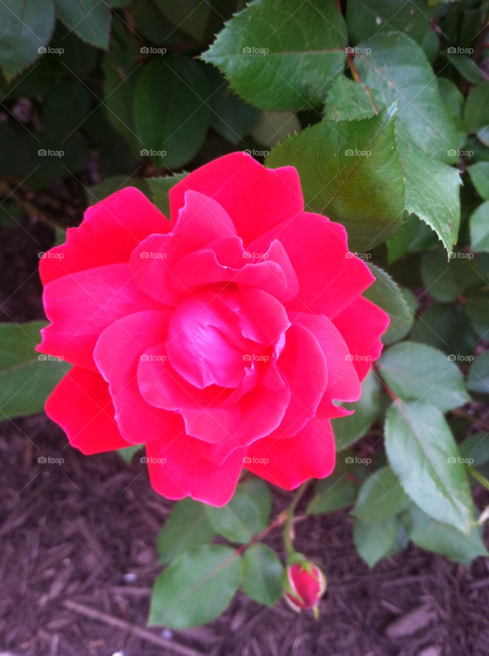 Single Red Rose . Pretty rose in garden 