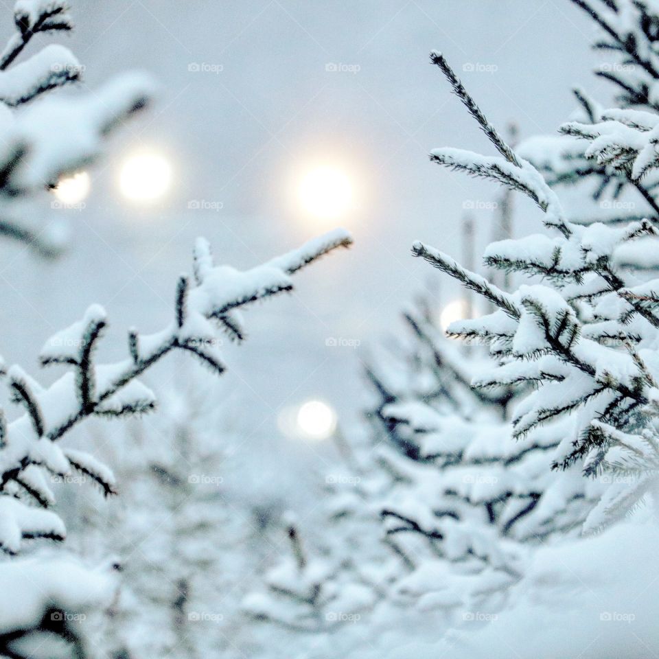 snow on evergreen branches