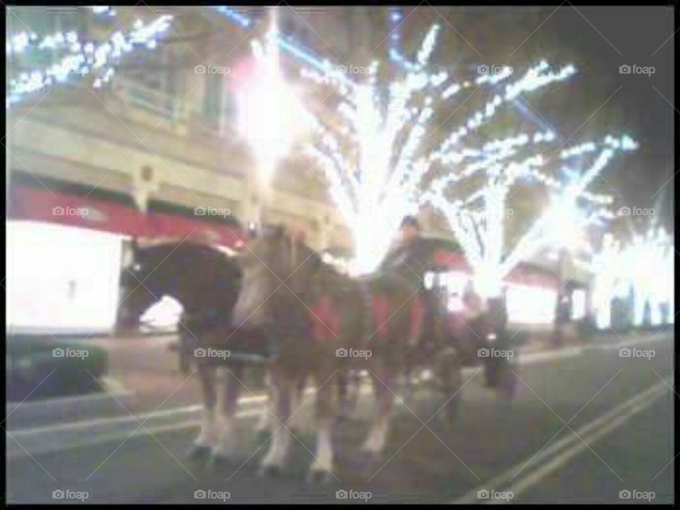 Clydesdales at Christmas RTC