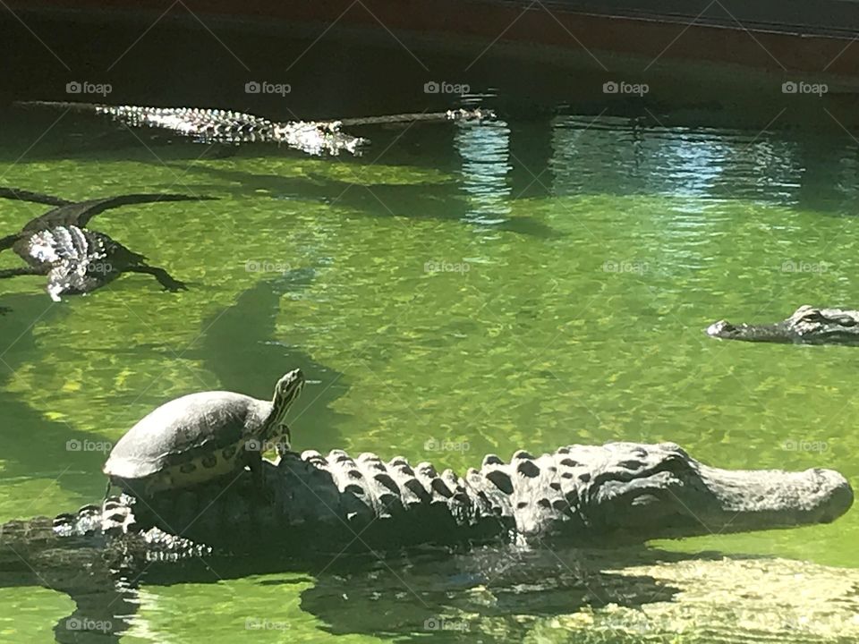 Alligator Surfing