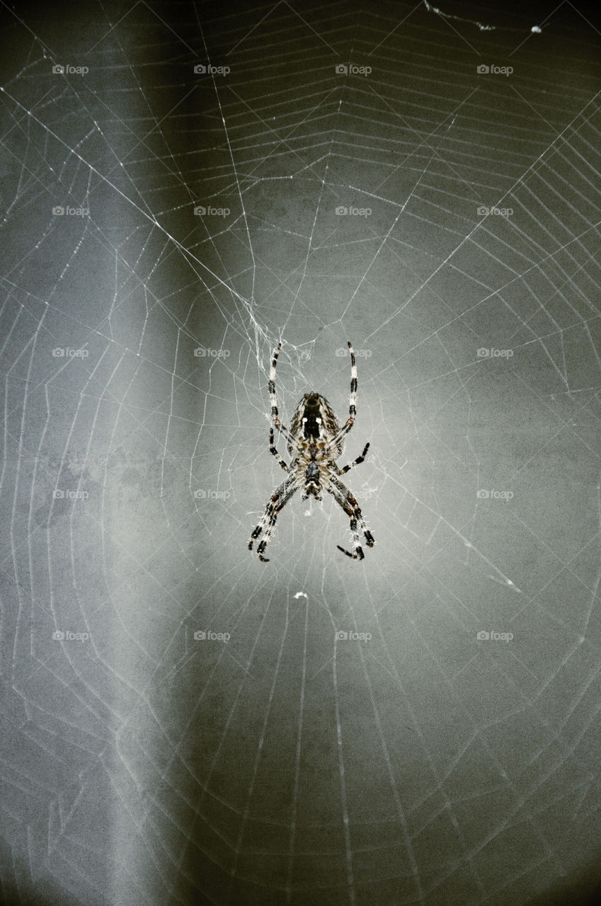 white black lines insect by nivoa