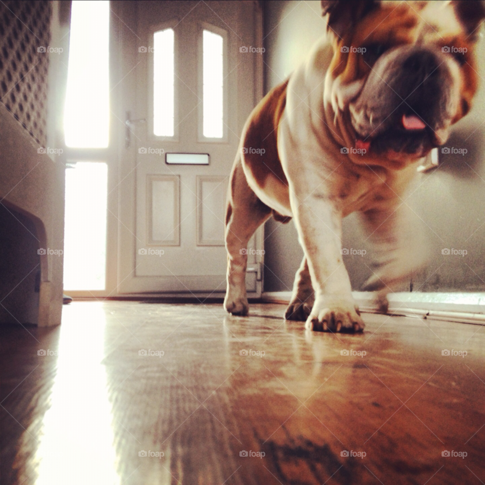 pet bulldog big dog hallway by Britishbulldog_