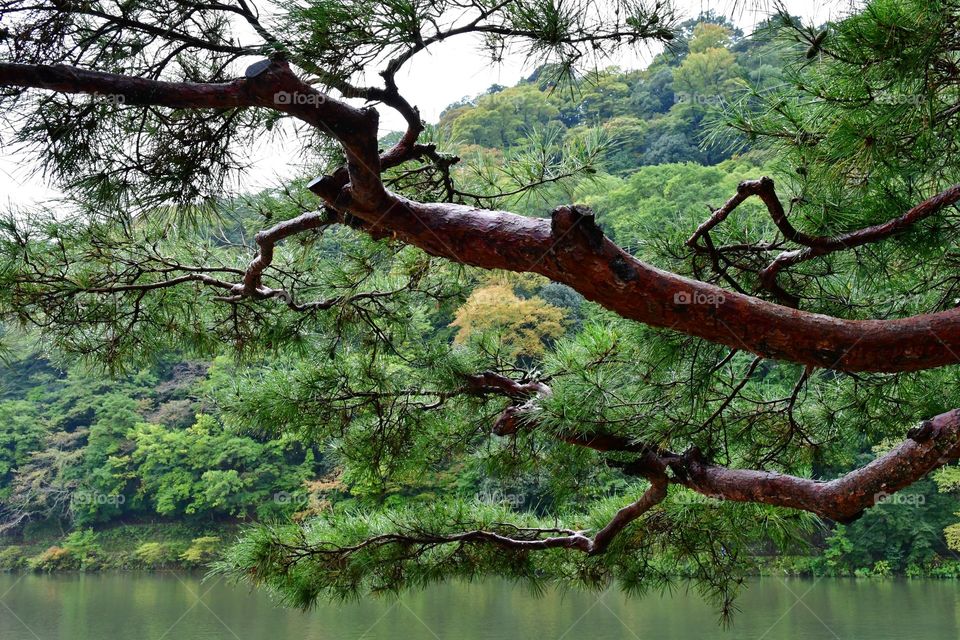 Lush green forest