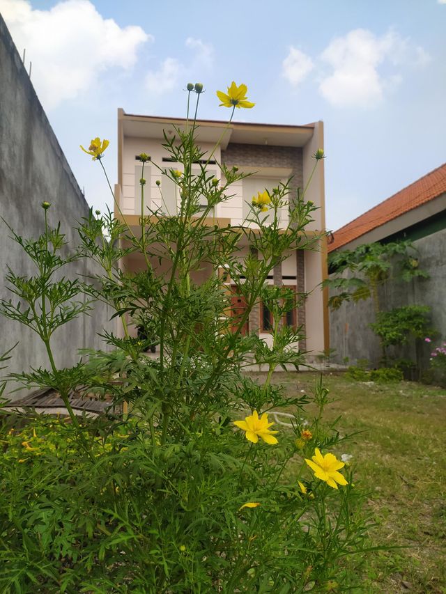 Minimalist Home & Yellow Cosmos Flowers