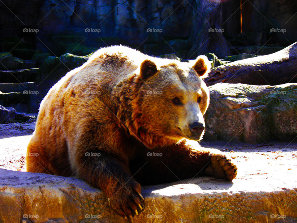 Big light brown fur bear illuminated by the summer sun in its habitat in the Zoo of Madrid.