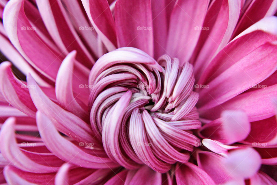 Bright pink fresh flowers