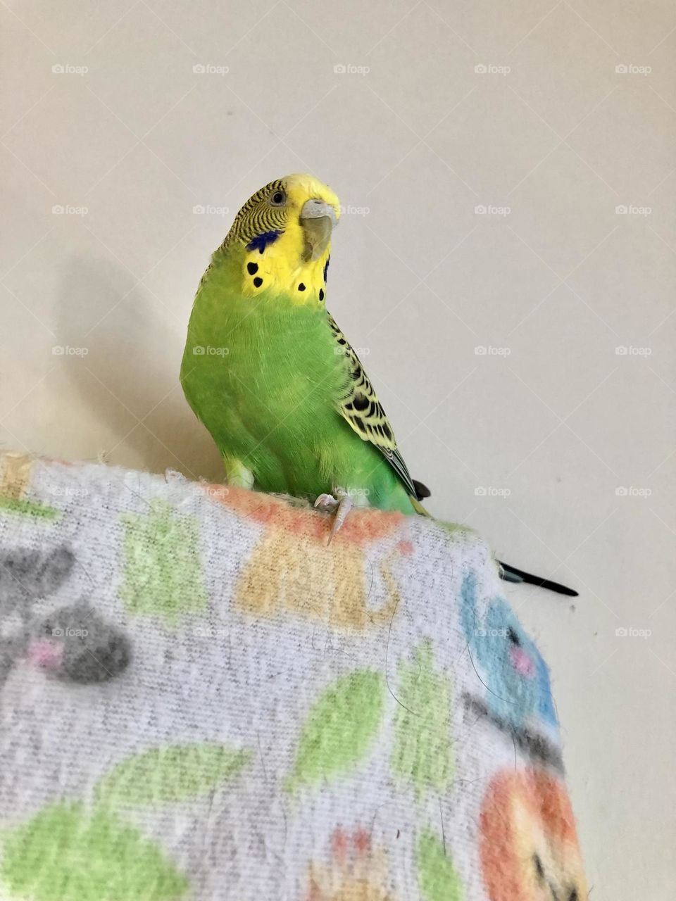 Coco loves a selfie picture on his Birthday 🌿🦜🎉