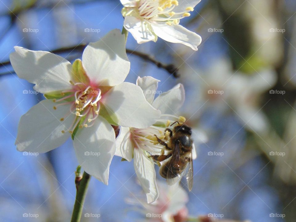 Bee forging almond blossoms