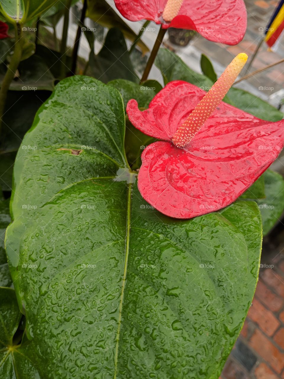 simplicity of nature