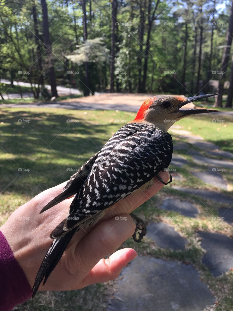 Saved a woodpecker that flew into my window. He was totally stunned but no wings were hurt. So I held him till he caught his breath and flew off. 