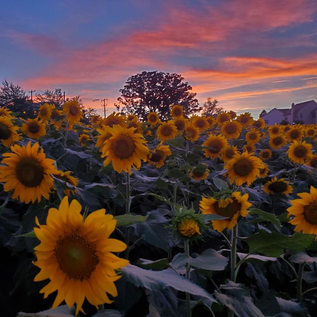 beautiful sunset