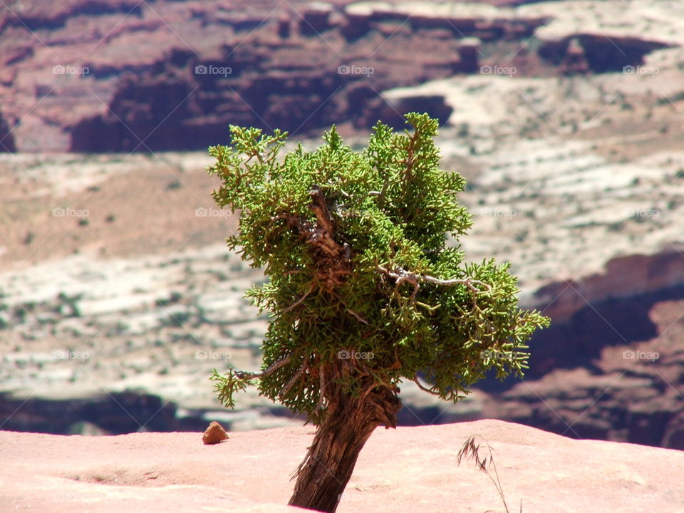 Tree at Canyonlands. A tree on the edge of the Island in the Sky at Canyonlands National Park