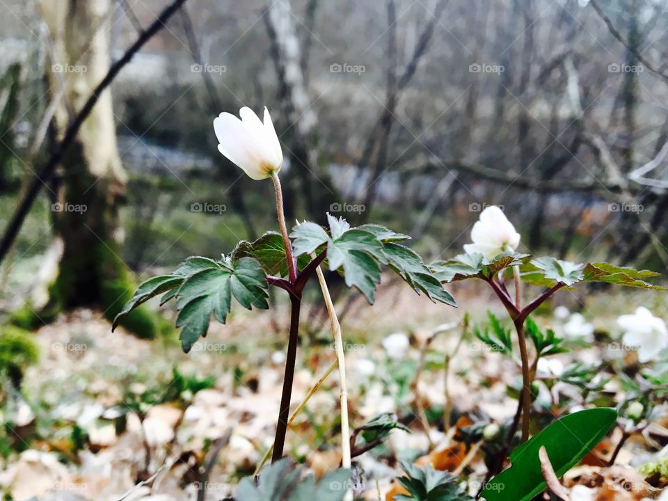 Close-up of wood anemone flowers