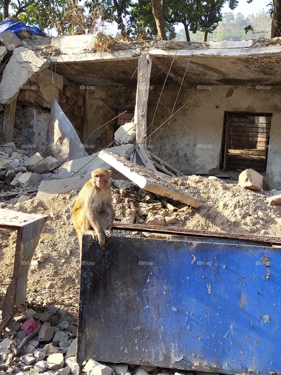 Macaque monkey waiting for a piece of chapati