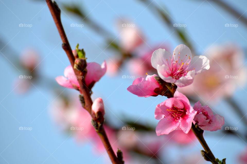 pink cherry blossoms