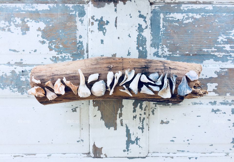 Shells arranged by color across driftwood on top of an old weathered door. 