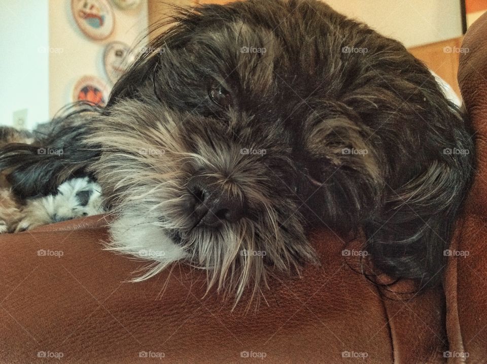 Laying on Top Couch